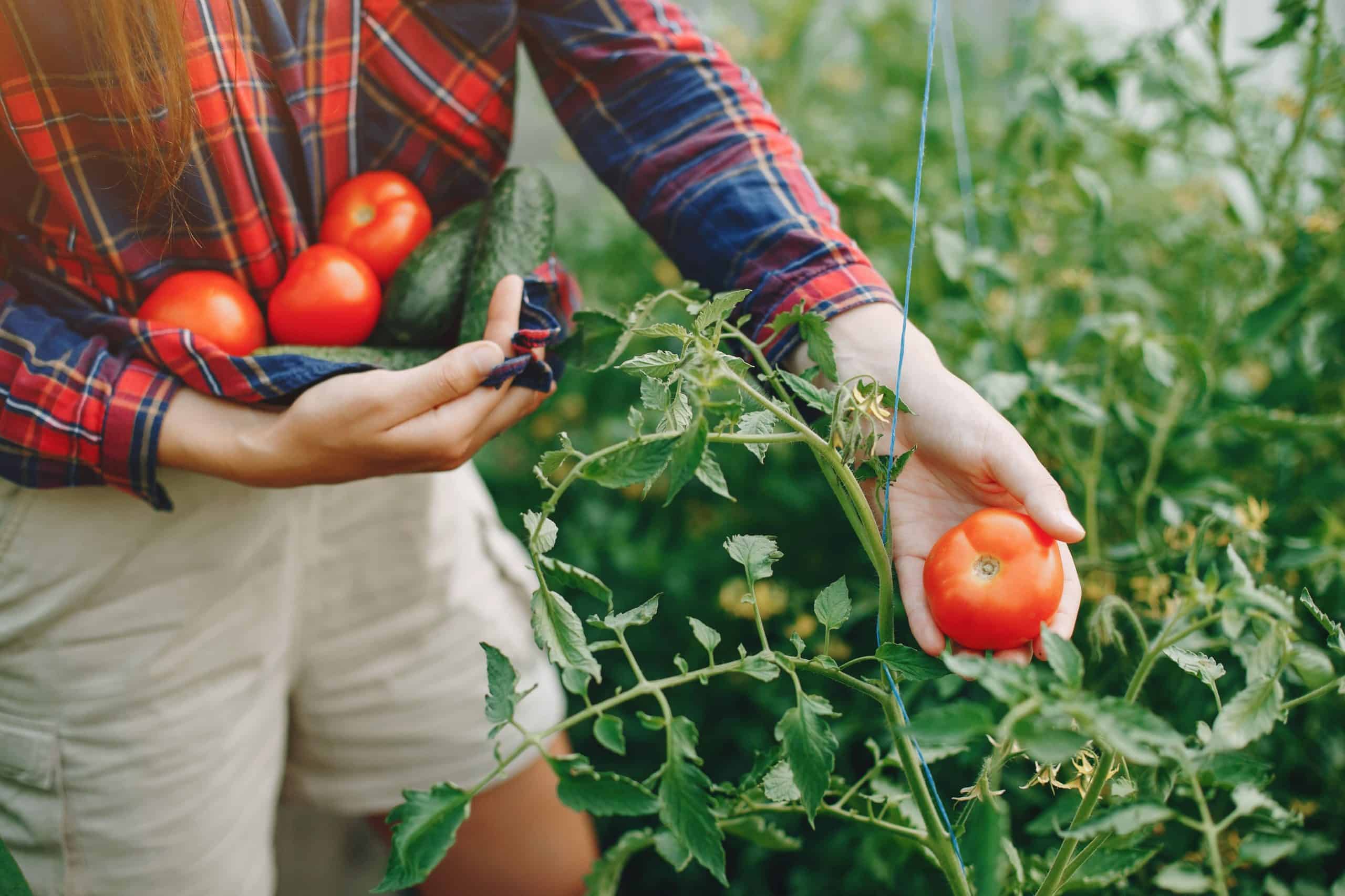 organic tomates plucking from plant gardening tips and tricks