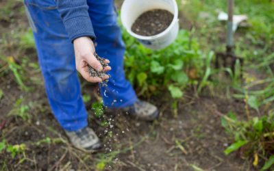 Does Your Soil Need Bone Powder and How to Use it in Your Garden?