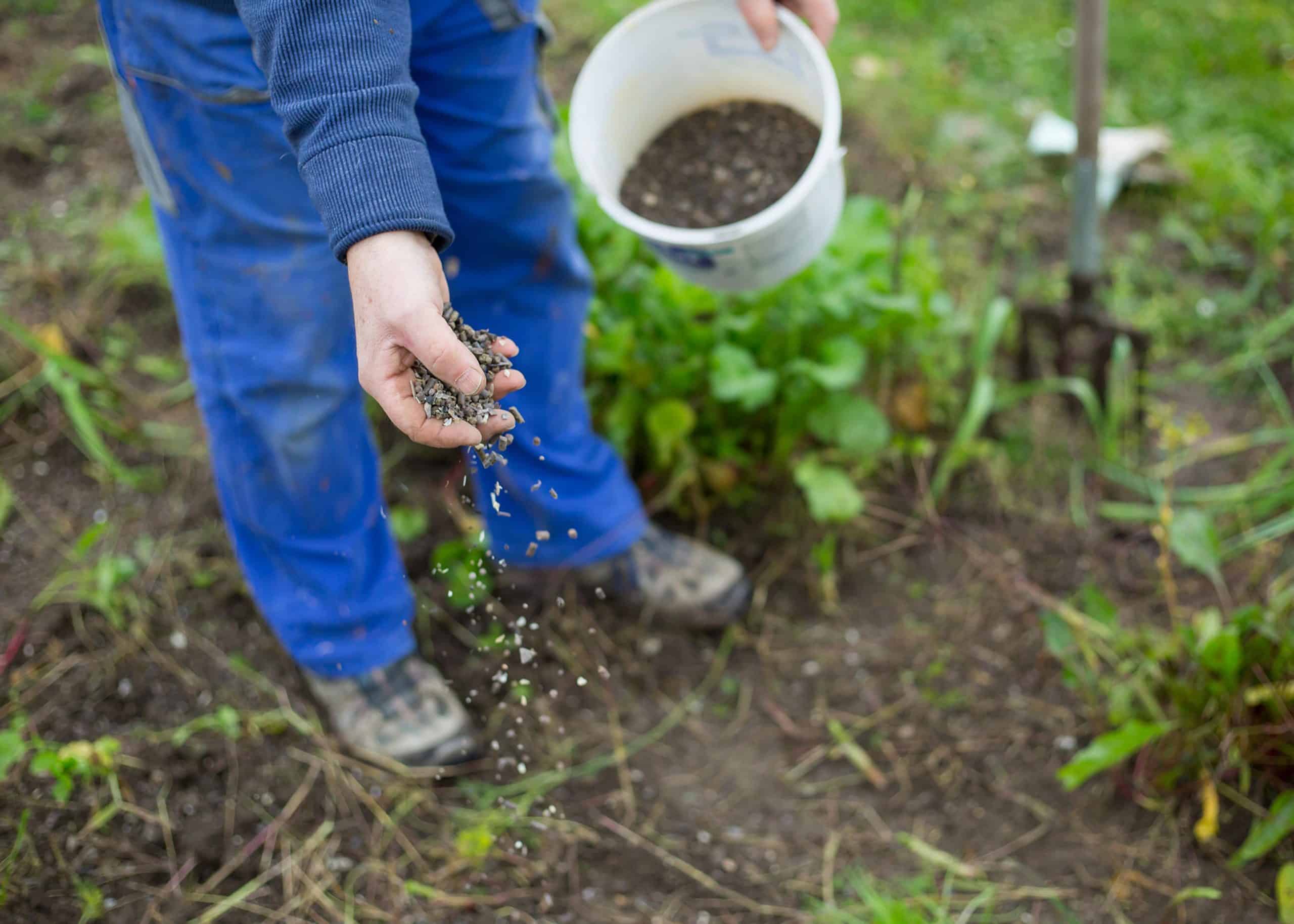 does-your-soil-need-bone-powder-and-bone-meal in garden cow dung manure