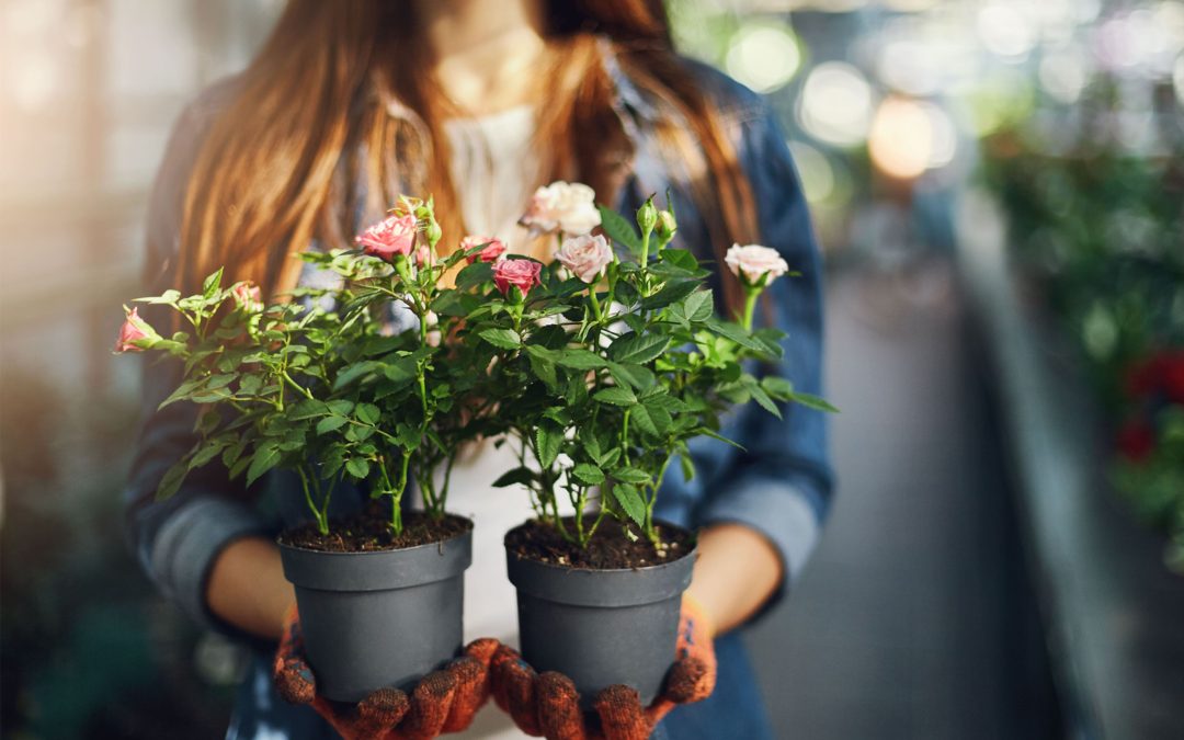 What are the Benefits of Using Coffee Grounds For Rose Plants?
