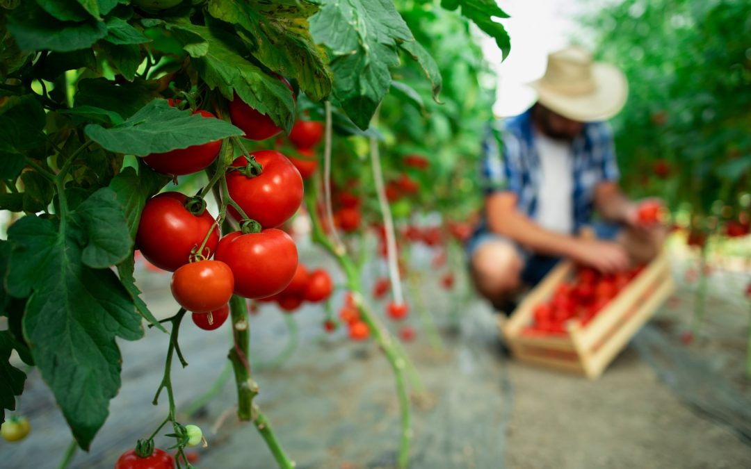 How to Use Bone Powder for Tomato Plants?