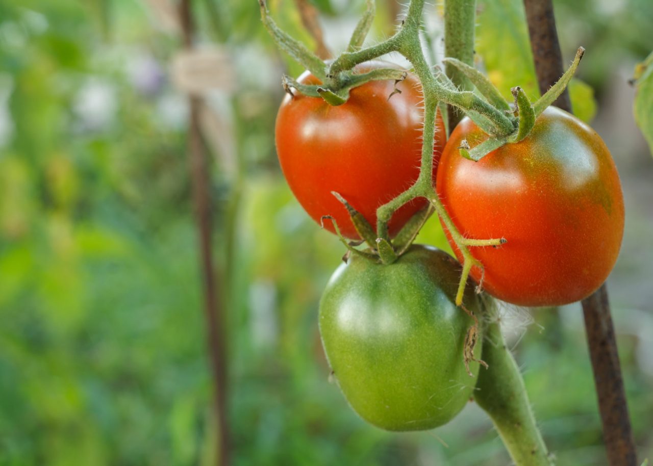 How to Use Bone Powder for Tomato Plants? | The House Of Terra