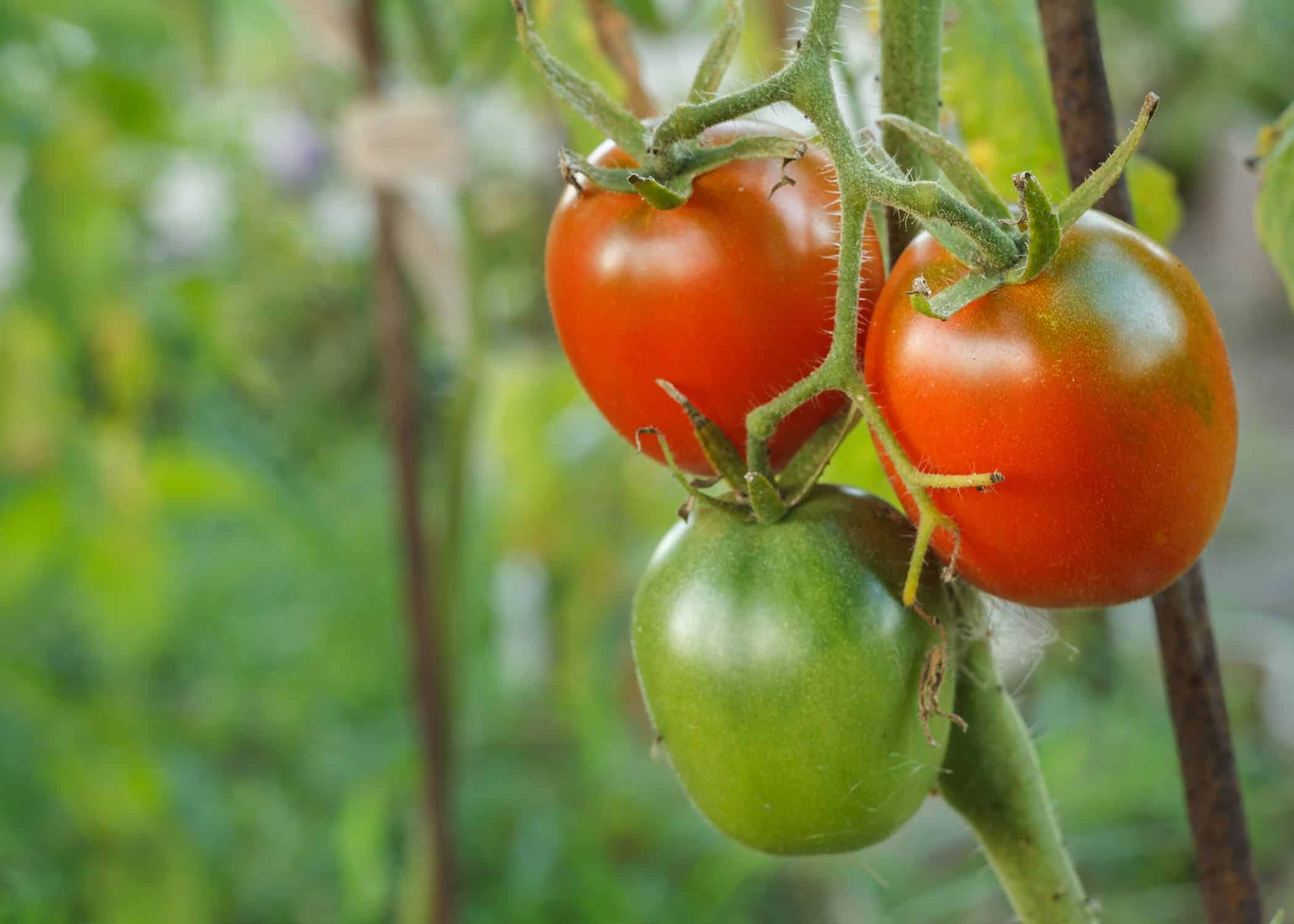 tomato-plant-more-yield-bone-powder-min