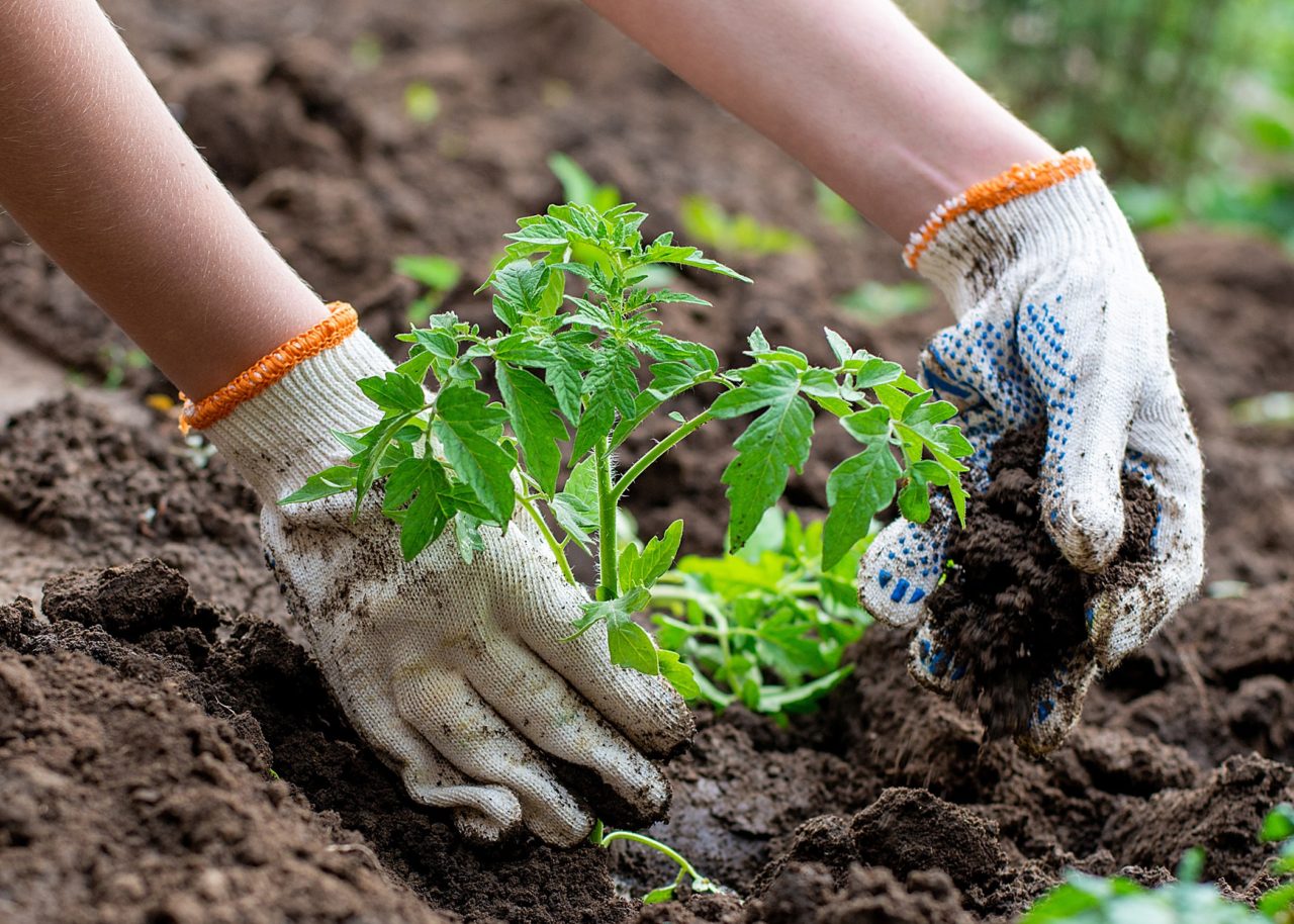 Planting vegetables. Все для хозяйства сажают Росток. Сложение вырастить Росток прикосновение приложить.