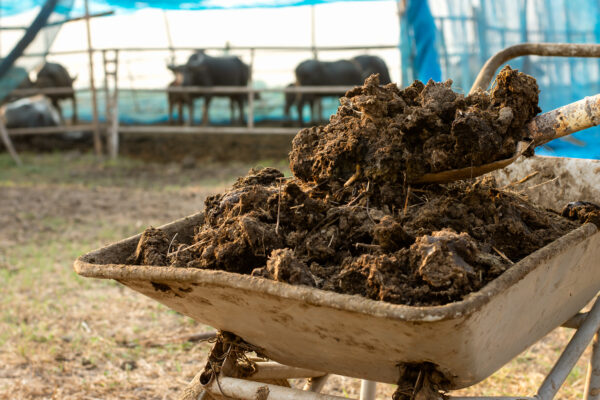 cow dung manure cultivation agriculture garden fertilizer