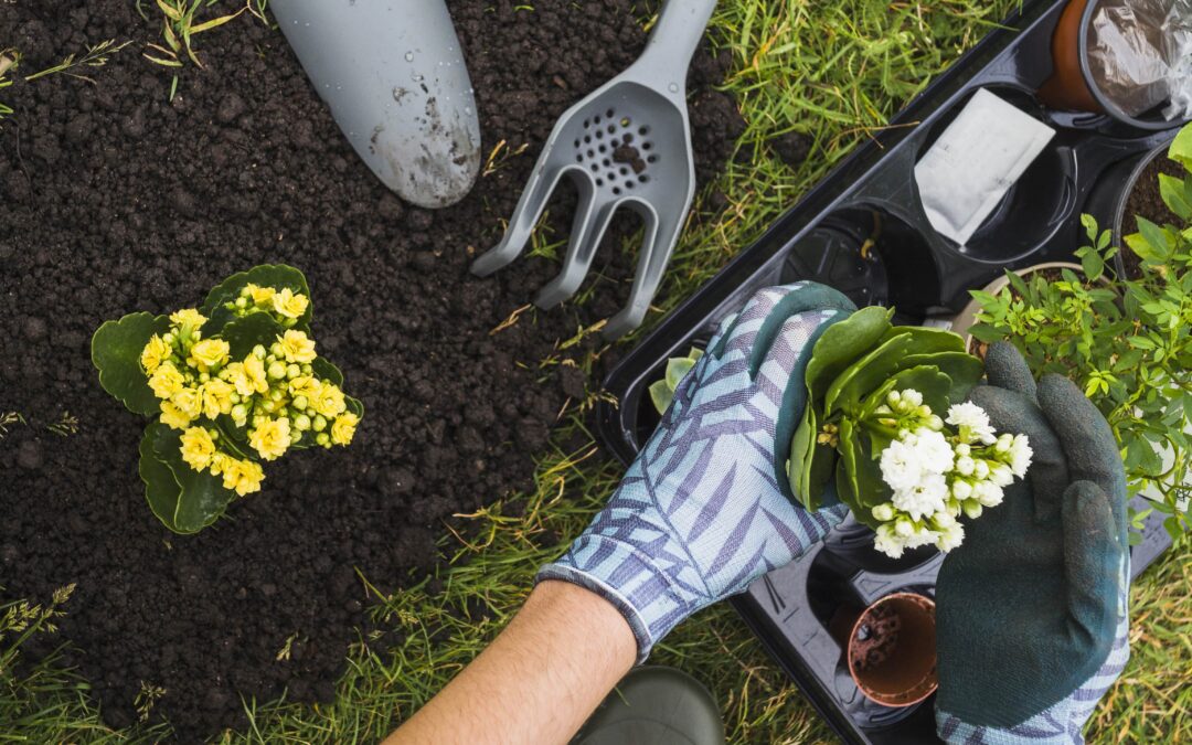 Bone Meal Fertilizer Benefits