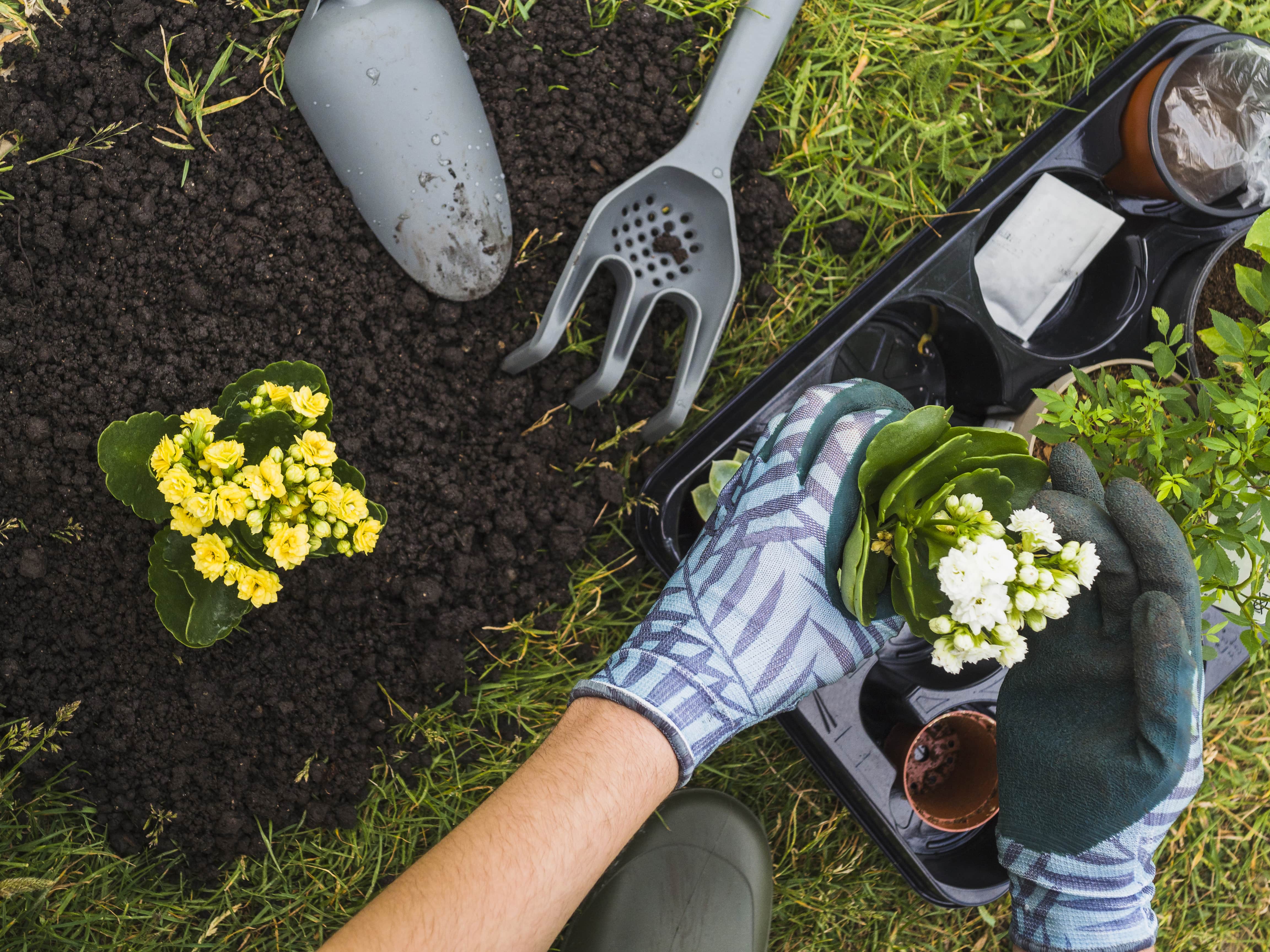 bone meal fertilizer for indoor gardening and plants