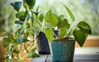 How to Make Your Pothos Plant Grow Bigger Leaves