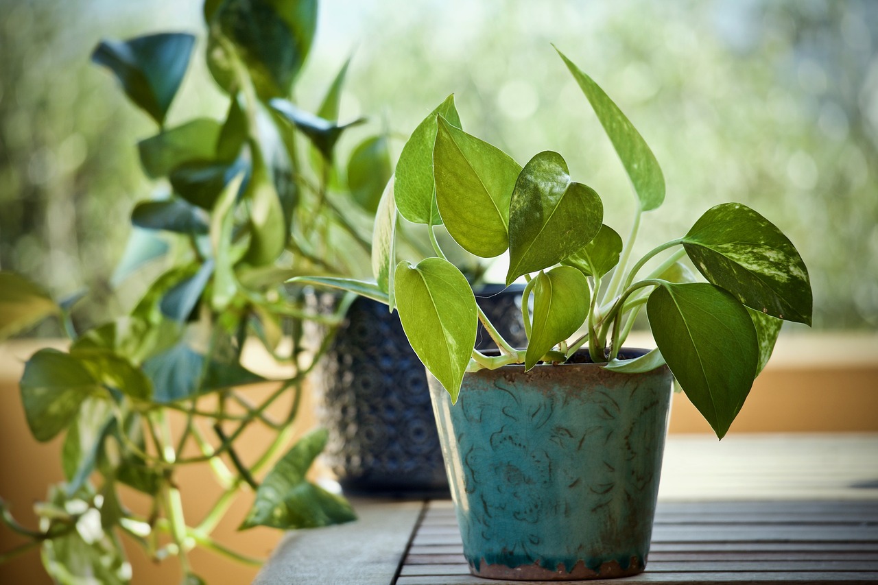 plant pothos tips trick fertilizer online