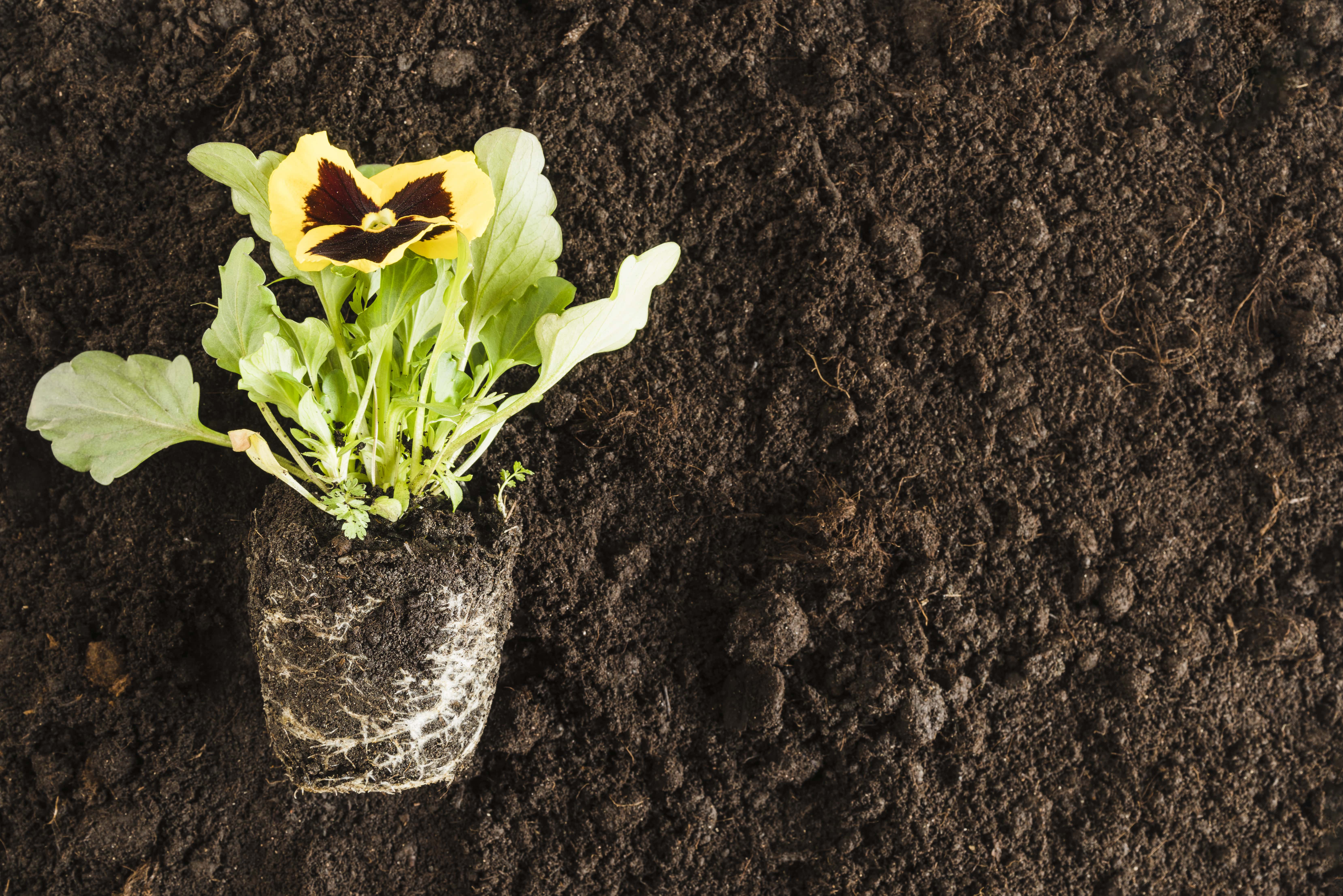 improve plant health from roots using fertilizers buy online